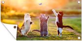 Tuinposter Katten - Vlinder - Zonsondergang - Gras - Natuur - 80x40 cm - Wanddecoratie Buiten - Tuinposter - Tuindoek - Schuttingposter - Tuinschilderij
