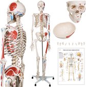 Goodvibes - Human Anatomy Skeleton - Spierschildering - Beschermende omslag - Educatieve grafische poster - Leermodel - Onderwijshulp - Klassiek skelet - 181,5 cm