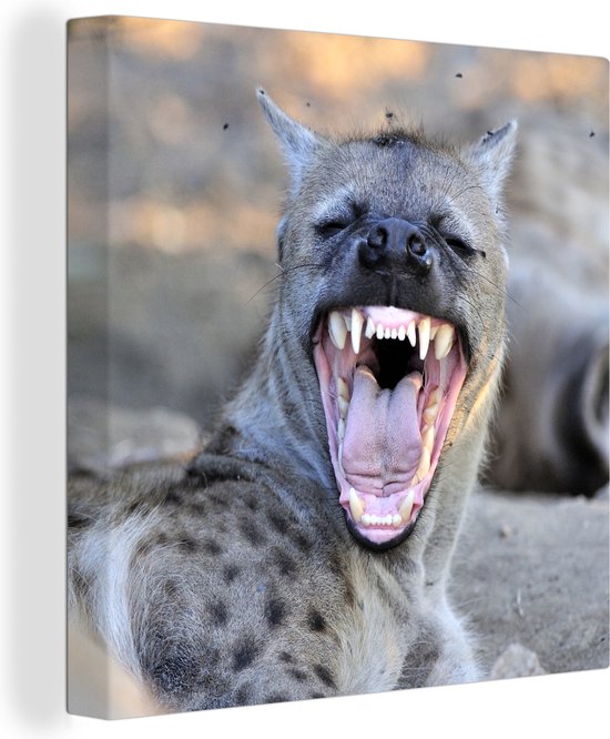 Een gapende Hyena in Afrika Canvas 20x20 cm - klein - Foto print op Canvas schilderij (Wanddecoratie woonkamer / slaapkamer) / Wilde dieren Canvas Schilderijen