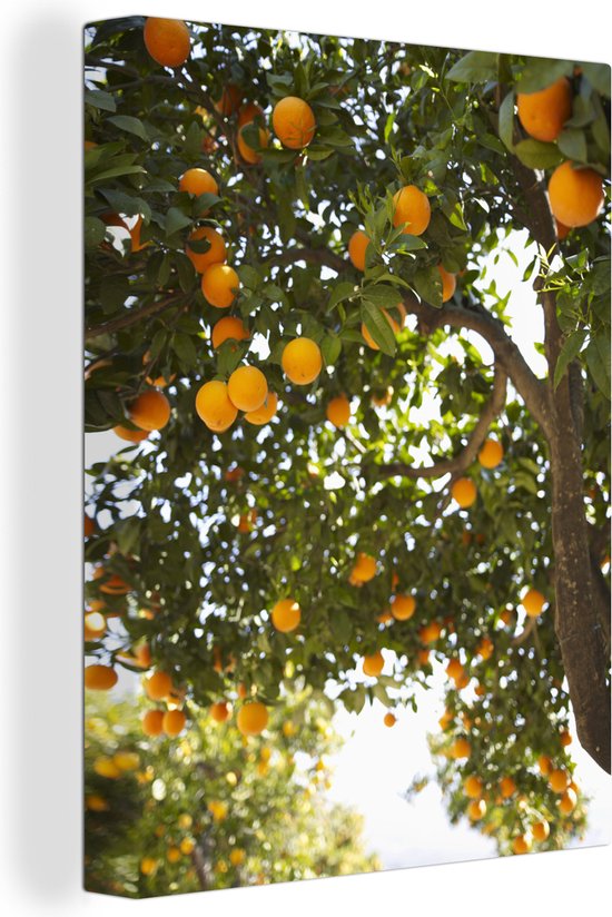 Canvas Schilderij Fruit - Boom - Sinaasappel - Wanddecoratie