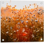 WallClassics - Tuinposter – Openklappende Madeliefjes in het Veld - 50x50 cm Foto op Tuinposter  (wanddecoratie voor buiten en binnen)