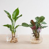 Plantje.nl - Ctenanthe Burle Marxii en Strelitzia Reginae met Modena Vaas - Duo DIY - Woonkamerplanten