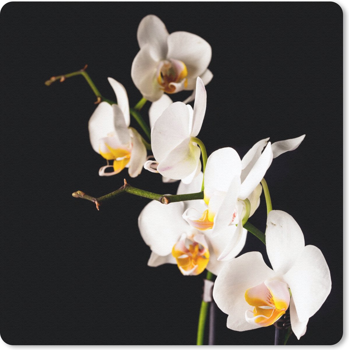 Muismat 20x20 cm - Mousepad Orchidee - Bloemen - Planten - Botanisch - Muismatten