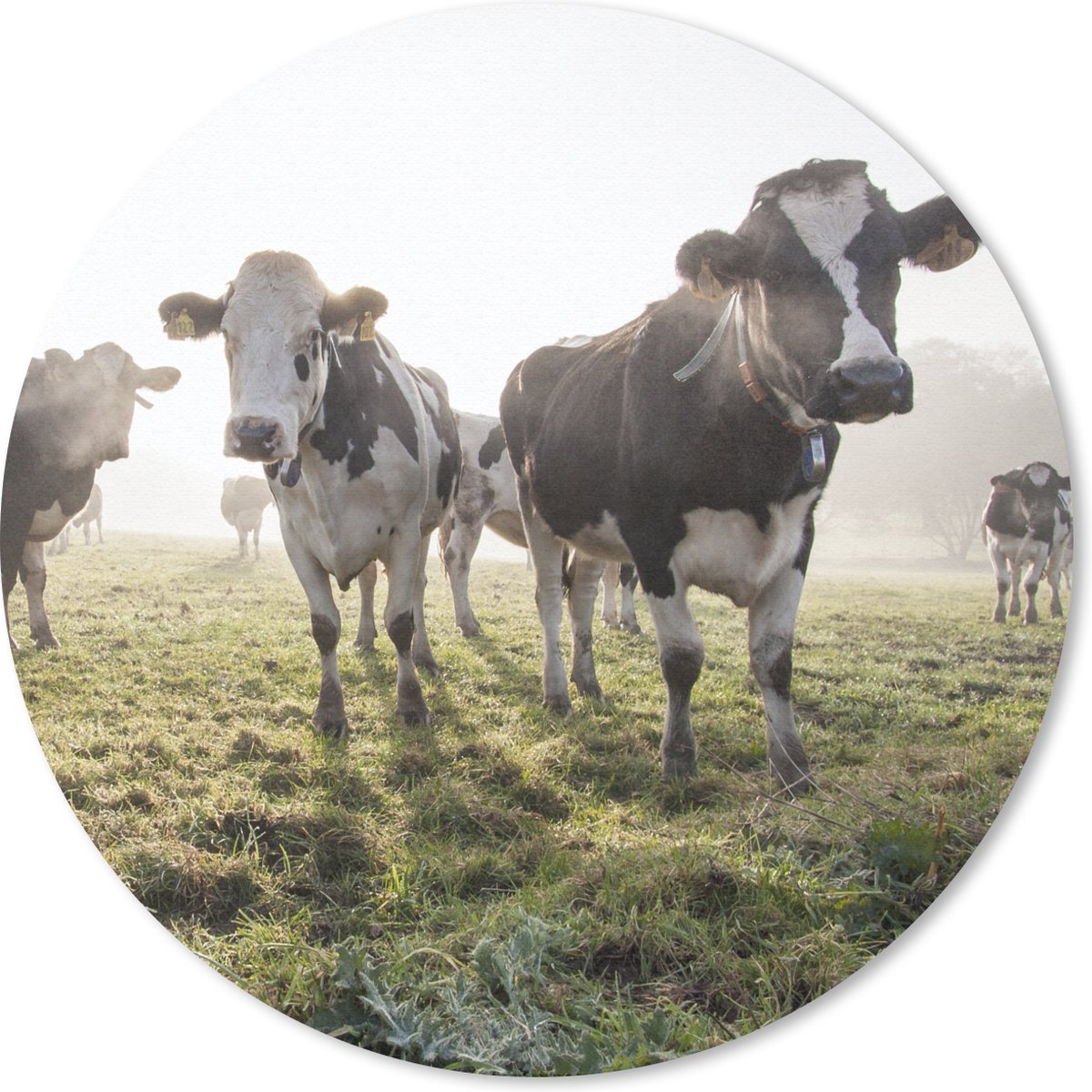 Muismat rond 20x20 cm - Mousepad Koeien - Licht - Gras - Dieren - Ronde muismatten