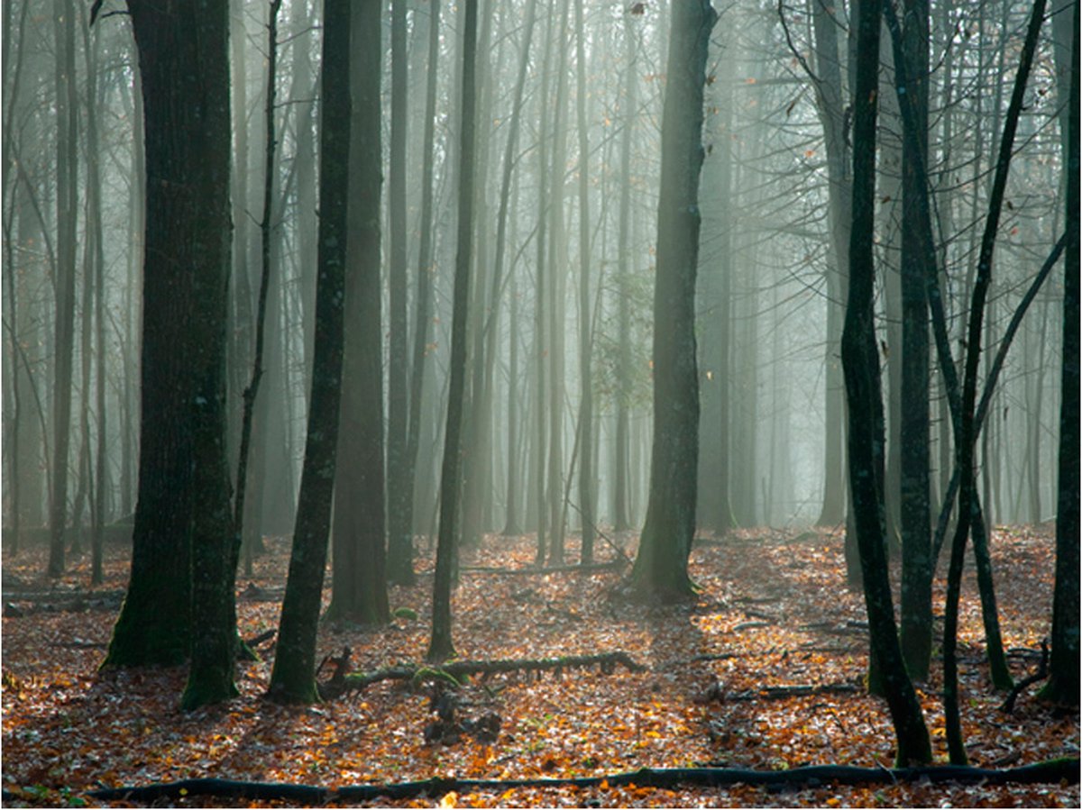 Fotobehang - Witches' forest.