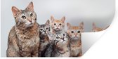 Stickers Stickers muraux - Chat - Chatons - Fourrure - 120x60 cm - Film adhésif