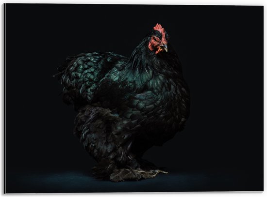WallClassics - Dibond - Zwarte Kip met Donkere Achtergrond - 40x30 cm Foto op Aluminium (Met Ophangsysteem)