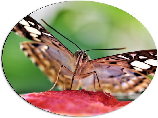 WallClassics - Dibond Ovaal - Zwart met Witte Vlinder op Fruit - 56x42 cm Foto op Ovaal (Met Ophangsysteem)