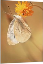 WallClassics - Vlag - Witte Vlinder op Oranje Bloem - 80x120 cm Foto op Polyester Vlag