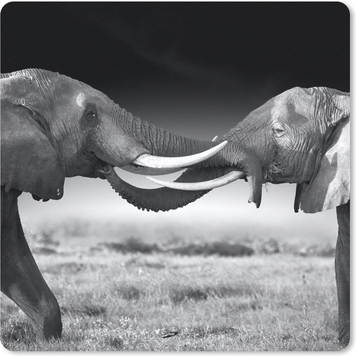 Muismat 20x20 cm - Mousepad Olifant - Dieren - Zwart wit - Portret - Landschap - Muismatten