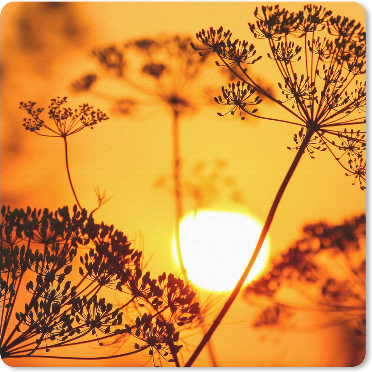 Muismat 20x20 cm - Mousepad Planten - Bloemen - Zonsondergang - Oranje - Muismatten