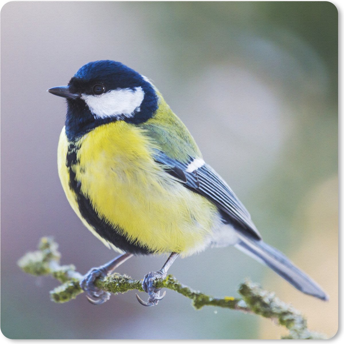 Muismat 30x30 cm - Mousepad Koolmees - Vogel - Tak - Muismatten