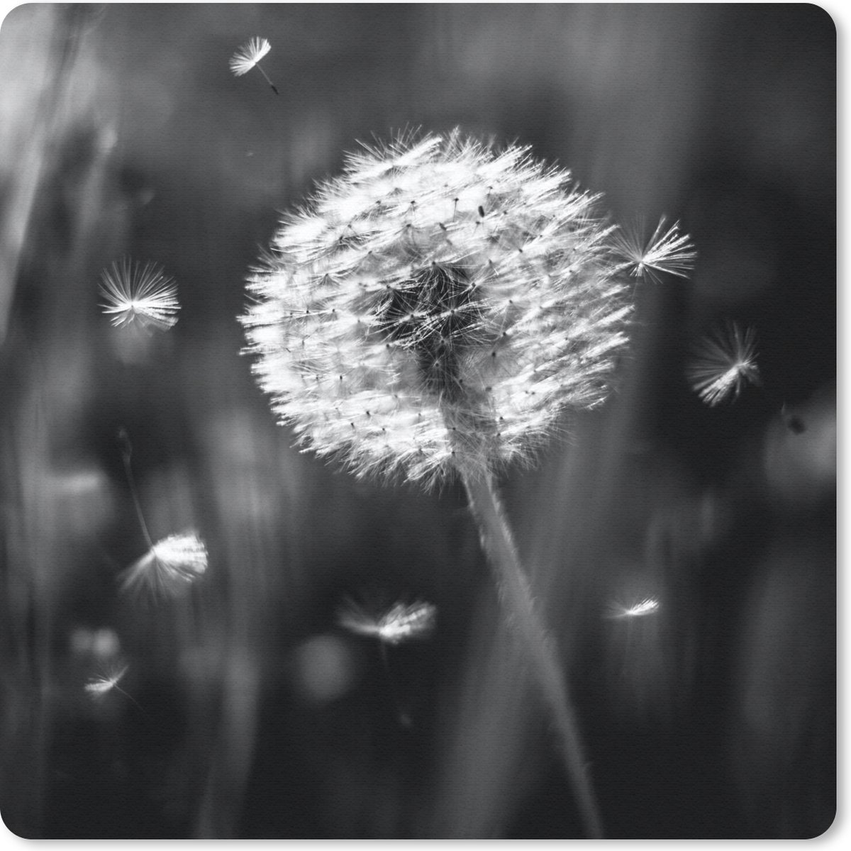 Muismat 20x20 cm - Mousepad Paardenbloem - Zwart - Wit - Plant - Muismatten