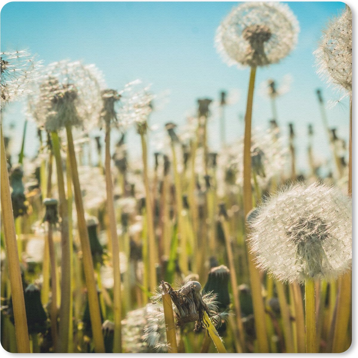 Muismat 20x20 cm - Mousepad Bloemen - Paardenbloem - Grasveld - Muismatten