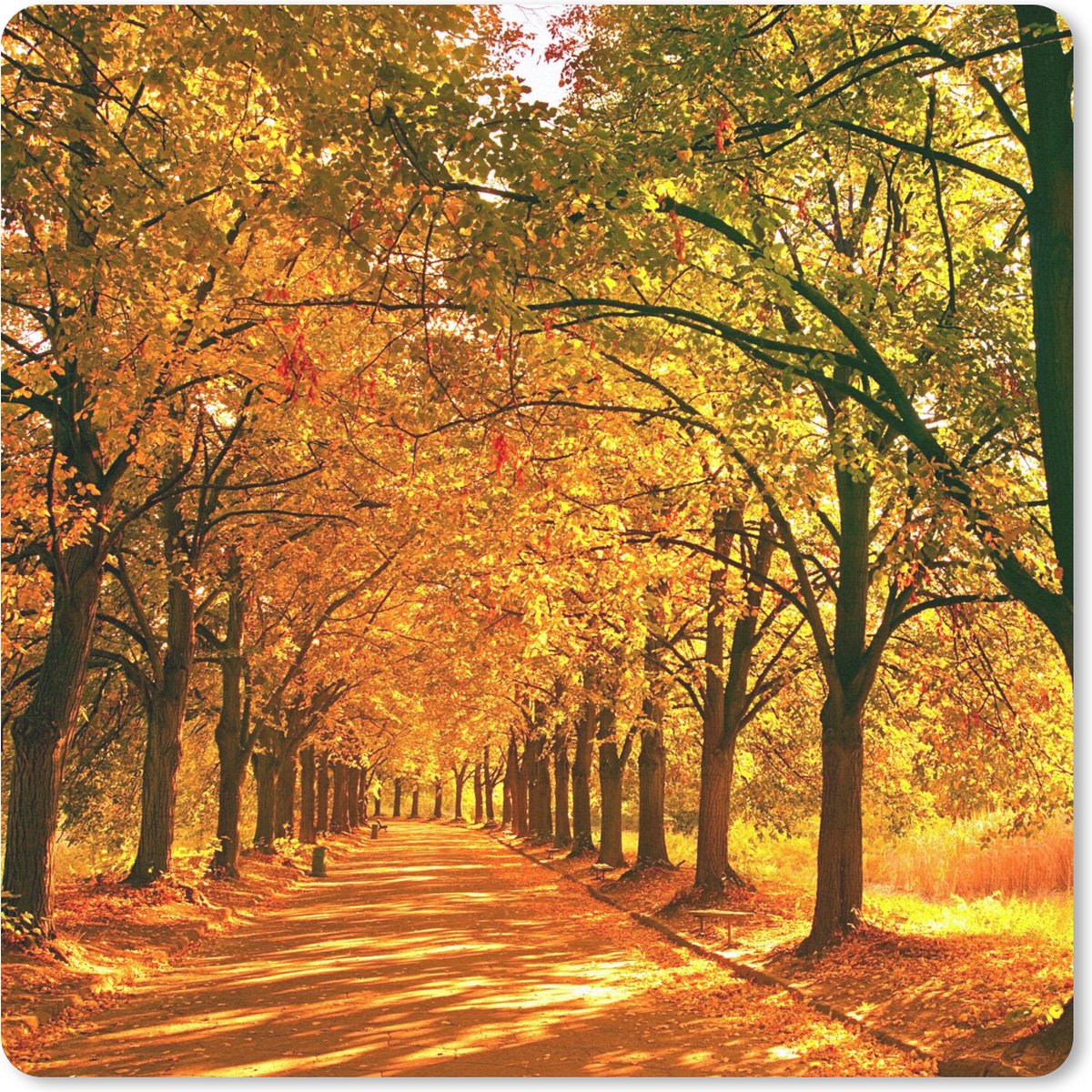 Muismat 30x30 cm - Mousepad Bos - Herfst - Seizoenen - Landelijk - Muismatten