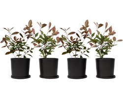 Plant in a Box - Photinia fraseri Red Robin - Set van 4 - Helderrode bladeren - Wintergroene heester - Pot 17cm - Hoogte 30-40cm