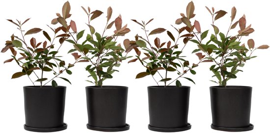 Plant in a Box - Photinia fraseri Red Robin - Set de 4 - Feuillage rouge vif - Arbuste persistant - Pot 17cm - Hauteur 30-40cm
