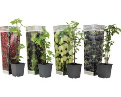 Plant in a Box - Mix van 4 bessenplanten - Braam,kruisbes,aalbes en zwarte bes - Pot 9cm - Hoogte 25-40cm