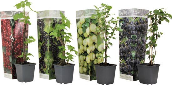 Vier jonge bessenplanten in grijze potten, naast verpakkingen met afbeeldingen van rode, zwarte, groene en paarse bessen.