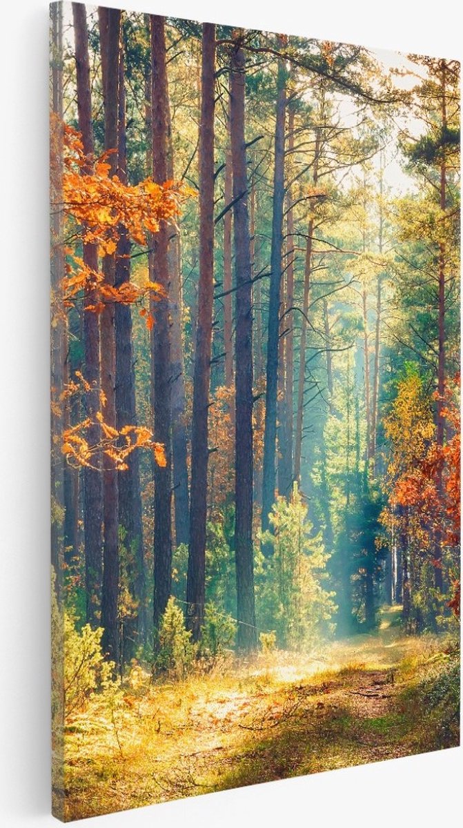 Saammp Canvas Schilderij -Bos - Zonlicht - Herfst - Landschap - Natuur - 75x100 - Foto op canvas - Wanddecoratie - Muurdecoratie Woonkamer - Slaapkamer decoratie - Canvas Print Multicolor