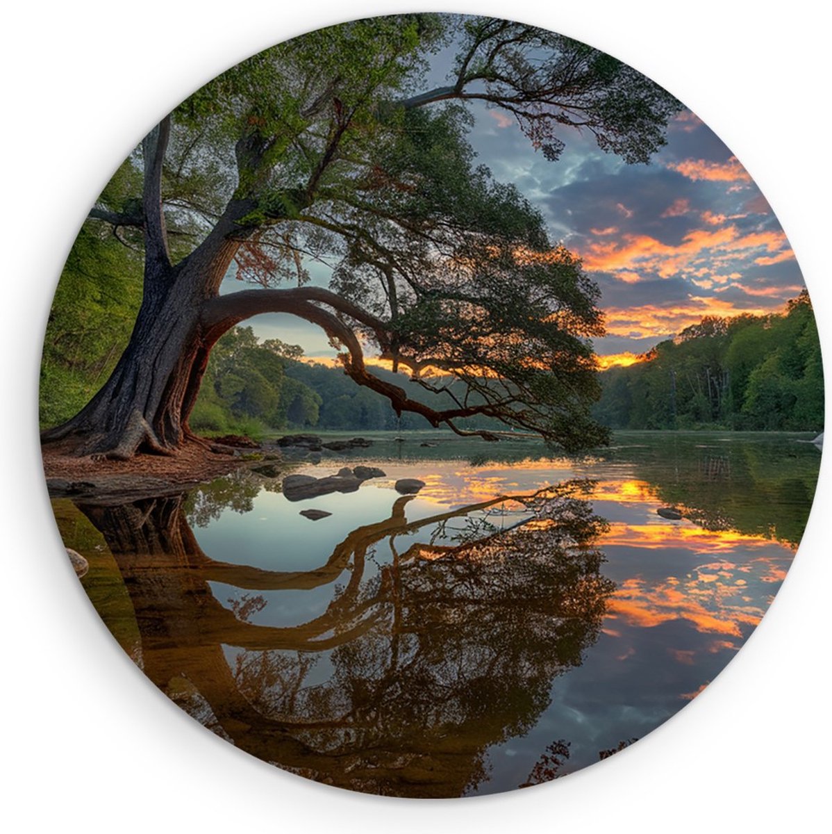 Saammp Forex Muurcirkel - Scheve Boom met zonsondergang - Bloemen - Landschap - Natuur - Ø 30 - Wandcirkel - Wanddecoratie Cirkel - Muurdecoratie Woonkamer - Slaapkamer decoratie - Rond Schilderij