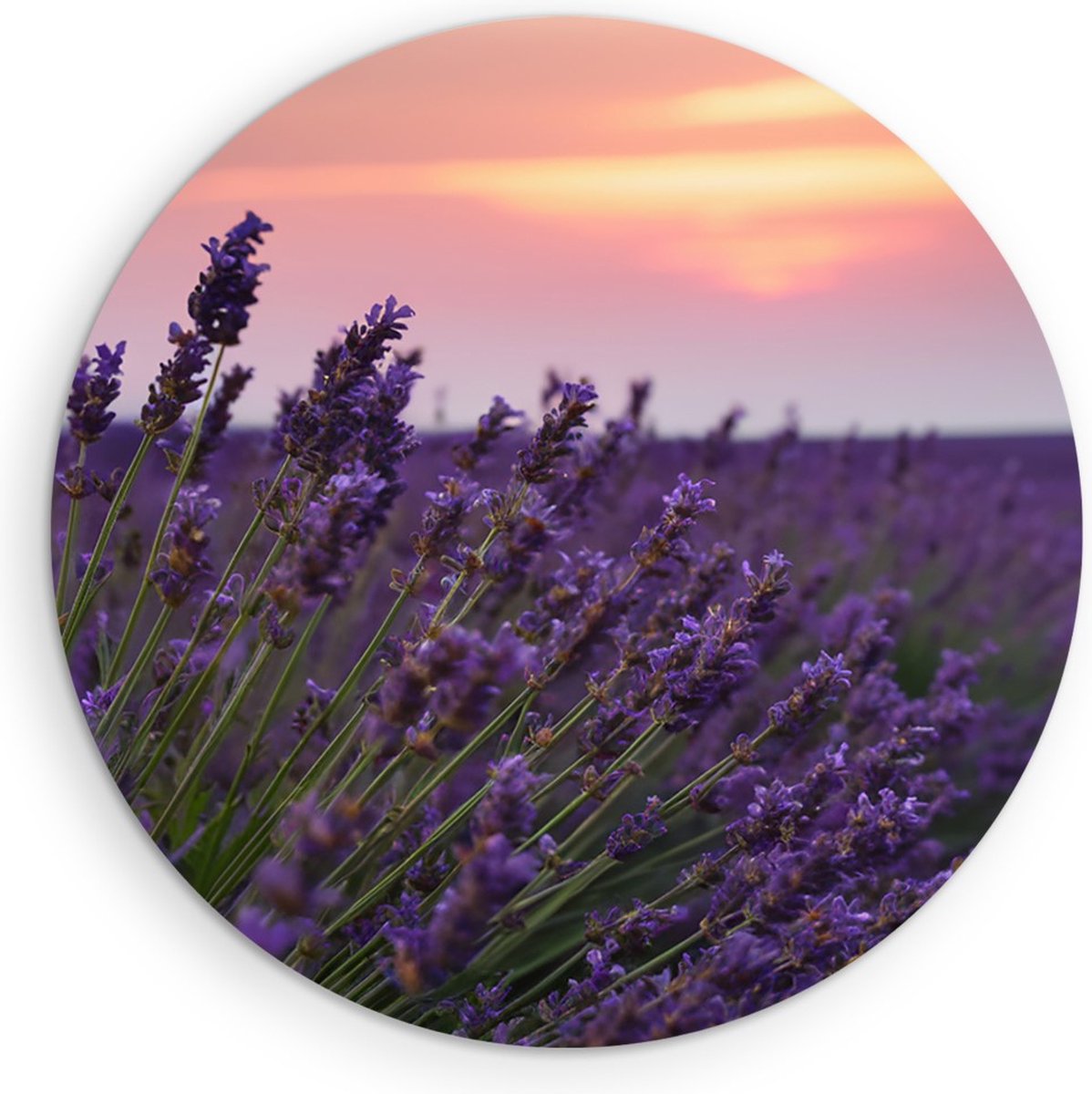 Saammp Muurcirkel Hout - Lavendel tijdens zonsondergang - Natuur - Landschap - Ø 40 - Wandcirkel - Wanddecoratie Cirkel - Muurdecoratie Woonkamer - Slaapkamer decoratie - Rond Schilderij