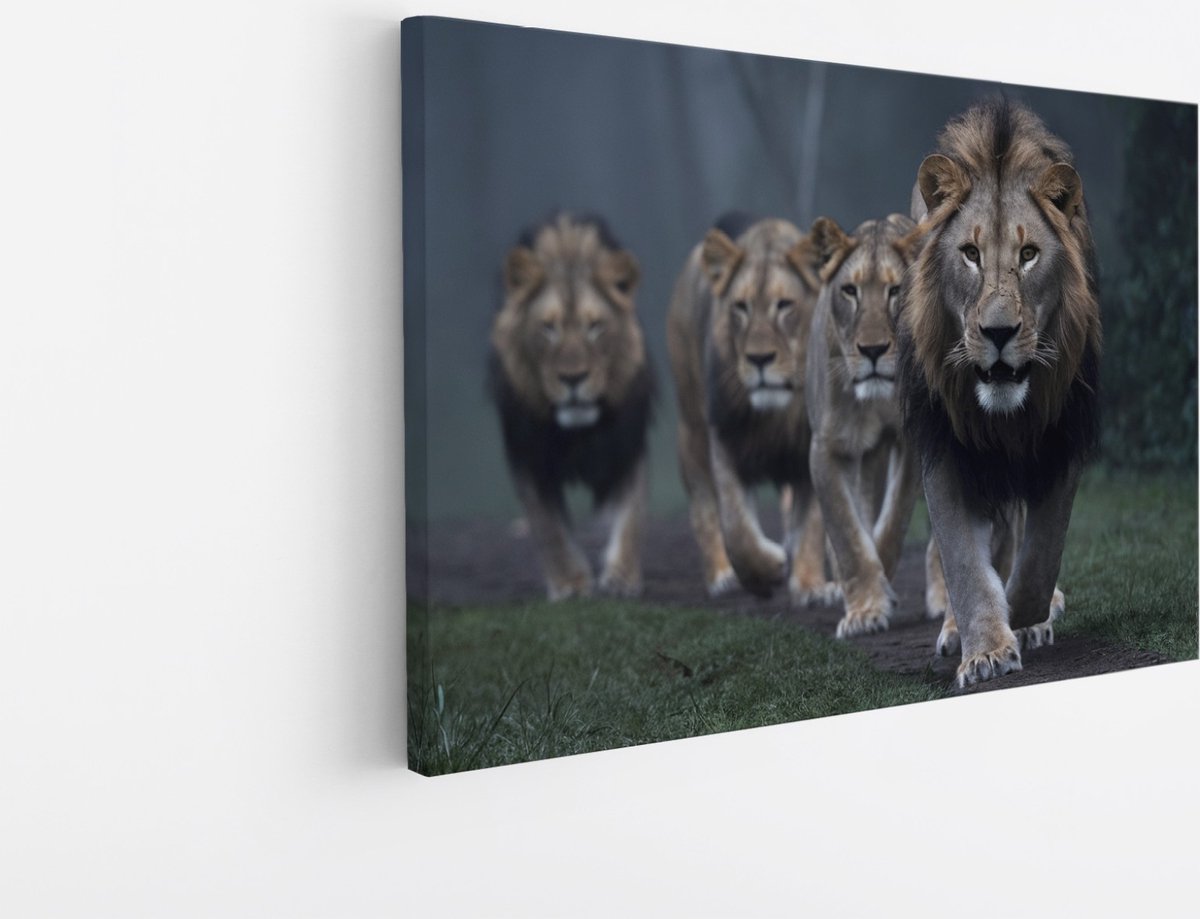 Saammp Canvas Schilderij - Leeuwen familie op pad - Dieren - Natuur - 40x30 - Foto op canvas - Wanddecoratie - Muurdecoratie Woonkamer - Slaapkamer decoratie - Canvas Print Multicolor