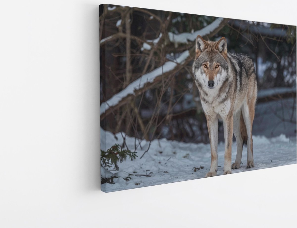 Saammp Canvas Schilderij - Wolf in de sneeuw - Winter - Dieren - Natuur - 70x50 - Foto op canvas - Wanddecoratie - muurdecoratie Woonkamer - Slaapkamer decoratie - Canvas Print Multicolor