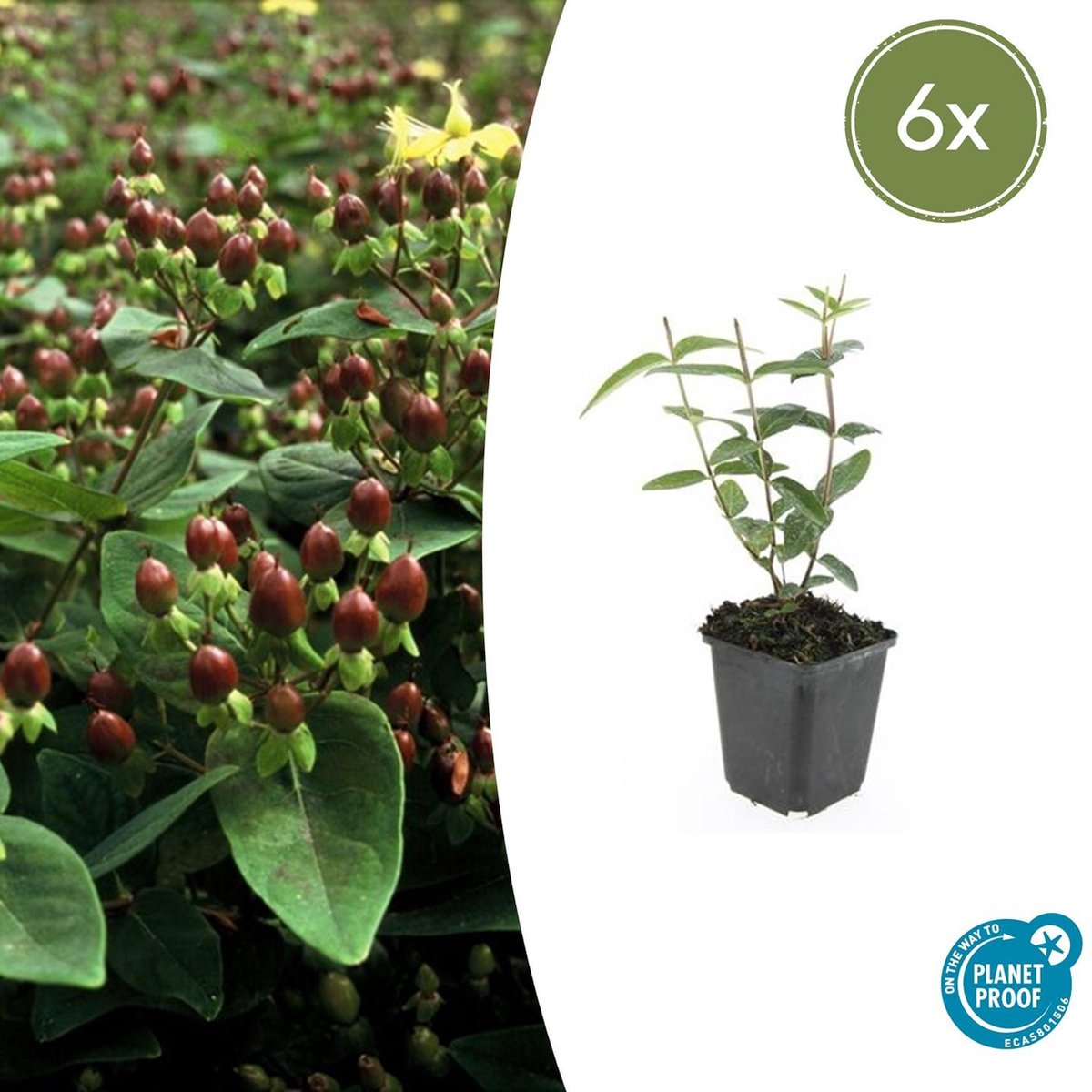 Tuinplantenshop.com | Hypericum inodorum 'Rheingold' | 6 stuks - Ø9cm - 10-25cm hoog - Tuinplant