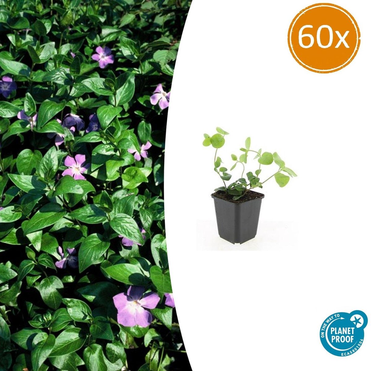 Tuinplantenshop.com | Vinca major | 60 stuks - Ø9cm - 10-25cm hoog - Tuinplant