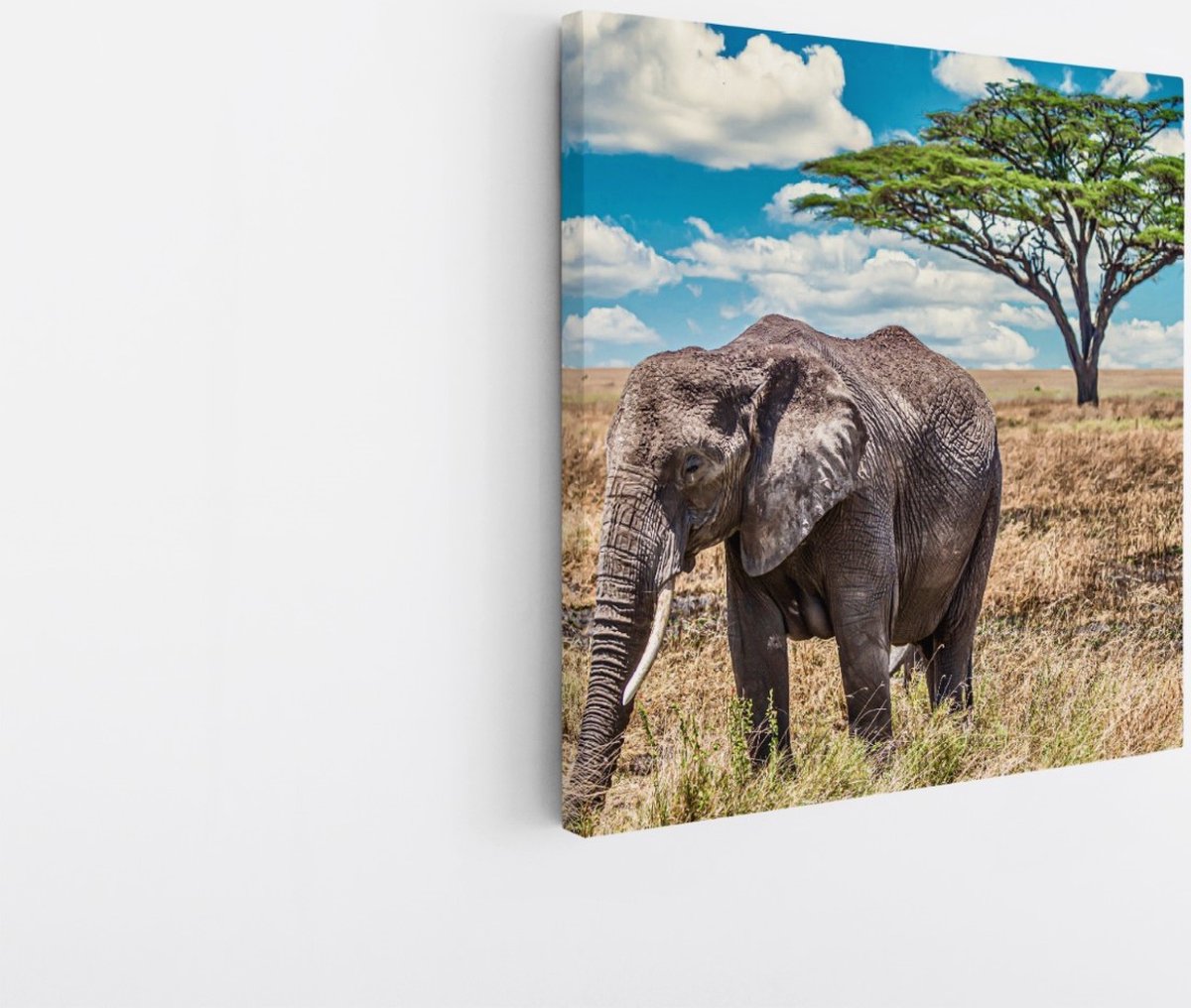 Saammp Canvas Schilderij - Olifant in de Serangeti - Natuur - Dieren - 40x40 - Foto op canvas - Wanddecoratie - Muurdecoratie Woonkamer - Slaapkamer decoratie - Canvas Print Multicolor