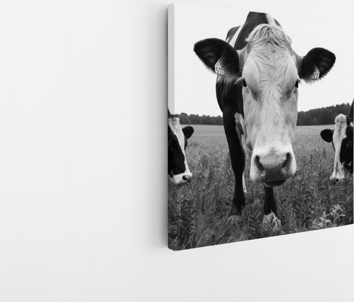Saammp Canvas Schilderij - 3 Koeien in de wei - Natuur - Dieren - 30x30 - Foto op canvas - Wanddecoratie - Muurdecoratie Woonkamer - Slaapkamer decoratie - Canvas Print Multicolor