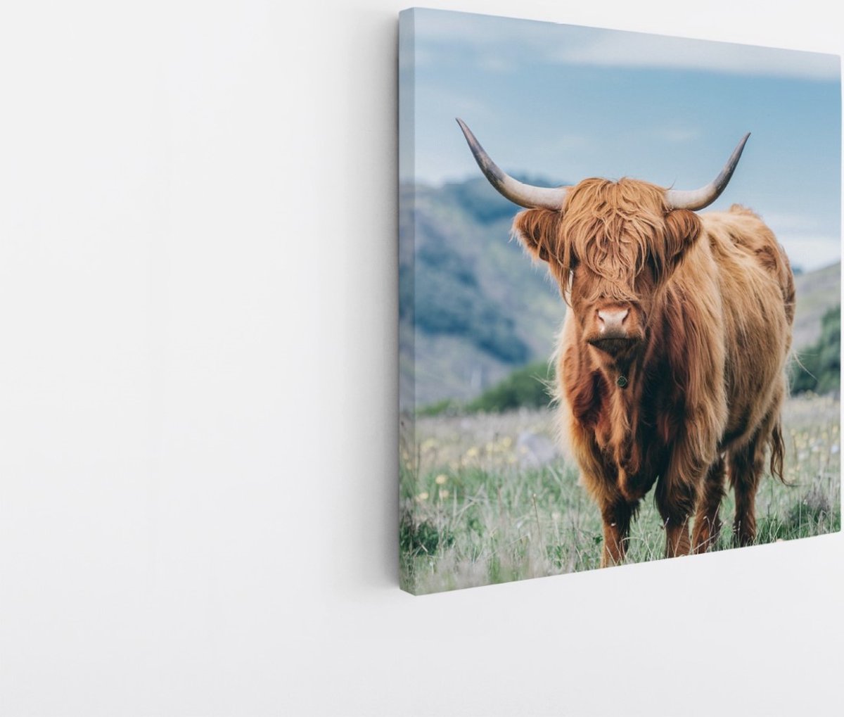 Saammp Canvas Schilderij - Schotse Hooglander Koe - Bloesem - Landschap - Dieren - Natuur - 60x60 - Foto op canvas - Wanddecoratie - muurdecoratie Woonkamer - Slaapkamer decoratie - Canvas Print Multicolor