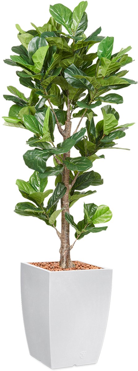 Kunstplant Ficus Lyrata in Genesis vierkant H230 cm