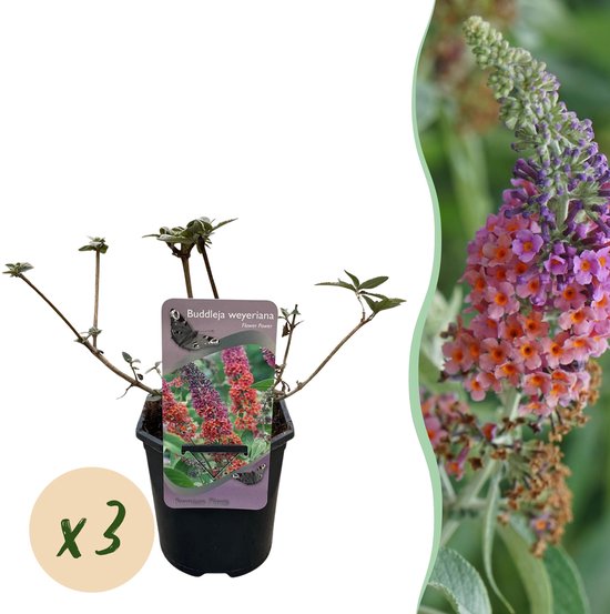 Tuinplantenshop.com | Arbre aux papillons - Buddleja davidii Flower Power - Bloem Oranje violet - 3 Plantes - 1 m² - Caduc - Attire les papillons - Ø 18 cm - 30 cm de haut - Plante de jardin