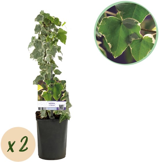 Tuinplantenshop.com | Plante grimpante - Hedera helix Glacier - Feuilles Bont - Persistant - 2 plantes - Ø10cm - 30-40cm de haut - Plante de jardin