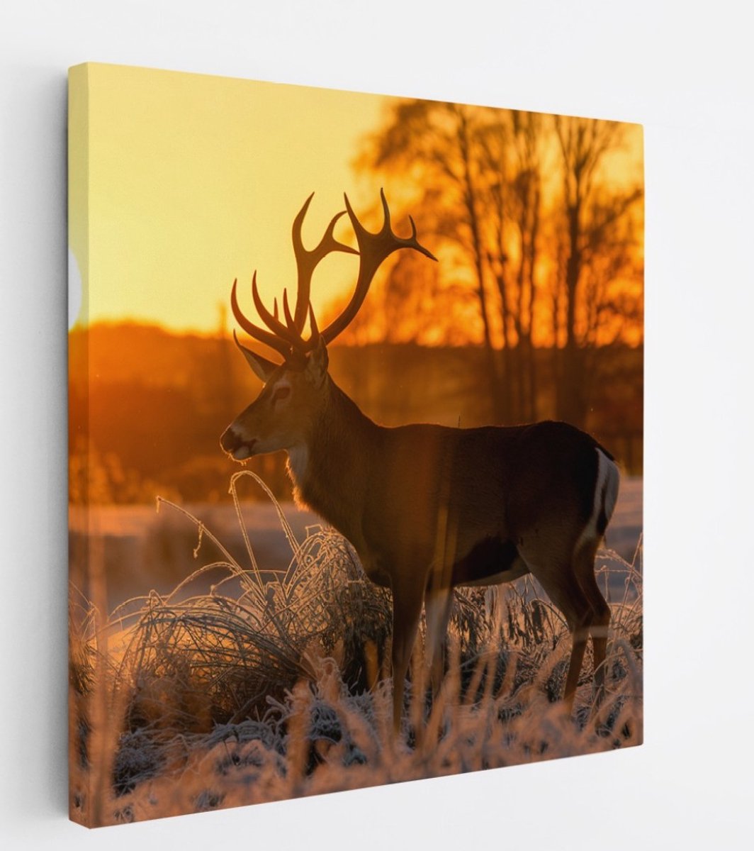 Saammp Canvas Schilderij - Hert - Zonsondergang - Winter - Natuur - Dieren - 30x30 - Foto op canvas - Wanddecoratie - Muurdecoratie Woonkamer - Slaapkamer decoratie - Canvas Print Multicolor