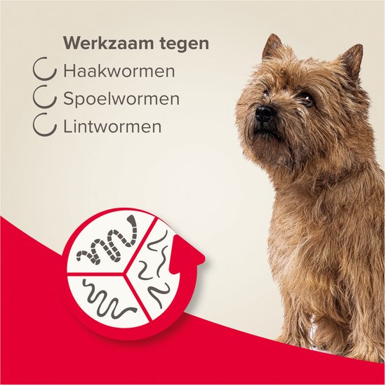 Cairn Terriër met Beaphar wormtabletten verpakking, effectief tegen spoel-, haak- en lintwormen.