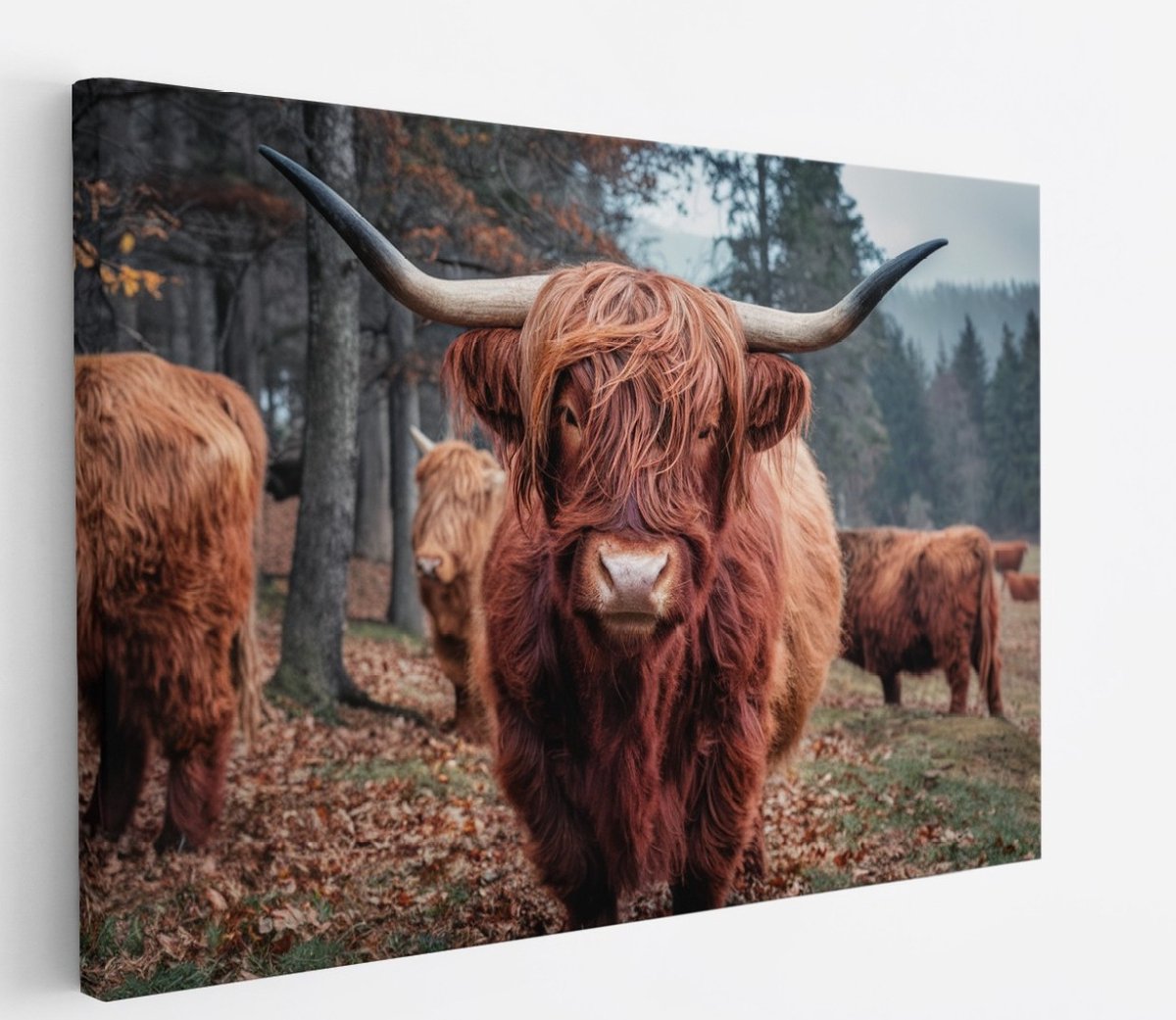 Saammp Canvas Schilderij Schotse Hooglander Koe - Dieren - Natuur - 150x100 - Foto op canvas - Wanddecoratie - muurdecoratie Woonkamer - Slaapkamer decoratie - Canvas Print Multicolor
