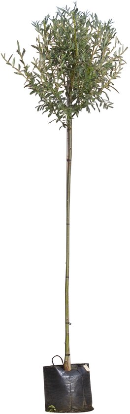Knotwilg Salix alba voor Grote Tuinen
