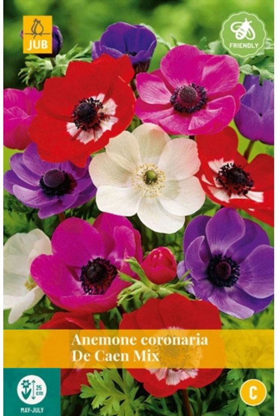 Mix van Anemone coronaria de Caen bloemen in rood, wit, roze, paars en blauw met zwarte hartjes. Textueel 'Anemone coronaria De Caen Mix'.