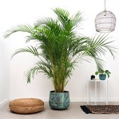Plante d'intérieur - Dypsis Lutecens - Gold Palm - Areca Palm - ± 170cm de haut - 27cm de diamètre - en pot de culture