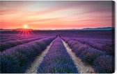 Schilderijkoning - Canvas Schilderij Het Veld Van Bloeiende Lavendel - 70 x 50 cm
