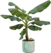 Green Bubble - Bananenplant (Musa) inclusief Elho Ocean Round Pacifisch groen Ø22 - 100cm