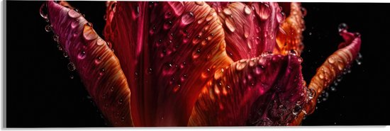 Acrylglas - Druppels op Gedroogde Tulp tegen Zwarte Achtergrond - 60x20 cm Foto op Acrylglas (Met Ophangsysteem)