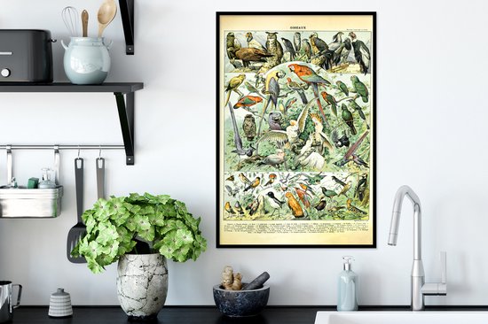Affiche avec cadre Animaux - Vogels - Design - 40x60 cm