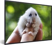 Photo dans le cadre - Hamster aux grands yeux qui tient fermement le cadre photo noir sans passe-partout 40x30 cm - Affiche dans le cadre (Décoration murale salon / chambre)