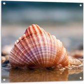 Tuinposter – Zeeschelp Aangespoeld aan de Kust - 80x80 cm Foto op Tuinposter (wanddecoratie voor buiten en binnen)