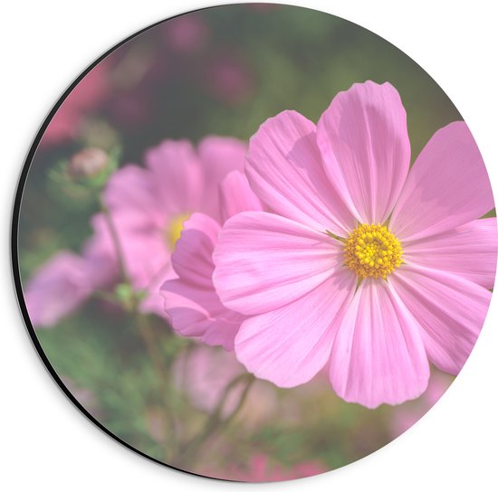 Dibond Muurcirkel - Roze Cosmea Bloem met Wazige Cosmea Bloemen Achtergrond - 20x20 cm Foto op Aluminium Muurcirkel (met ophangsysteem)