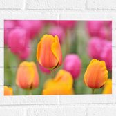 Muursticker - Roze en Oranje Tulpen in een Tulpenveld - Bloemen - 40x30 cm Foto op Muursticker